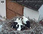 Capi_Dubne_20250710_211003.jpg