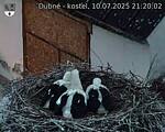 Capi_Dubne_20250710_212003.jpg