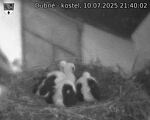 Capi_Dubne_20250710_214002.jpg