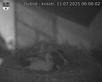 Capi_Dubne_20250711_000002.jpg