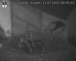 Capi_Dubne_20250711_004503.jpg