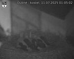 Capi_Dubne_20250711_010502.jpg