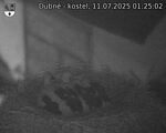 Capi_Dubne_20250711_012502.jpg