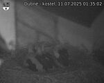 Capi_Dubne_20250711_013502.jpg