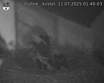 Capi_Dubne_20250711_014003.jpg