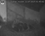 Capi_Dubne_20250711_014502.jpg