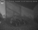 Capi_Dubne_20250711_015002.jpg