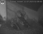Capi_Dubne_20250711_020002.jpg