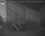 Capi_Dubne_20250711_020502.jpg
