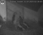 Capi_Dubne_20250711_023003.jpg