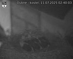 Capi_Dubne_20250711_024003.jpg