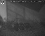 Capi_Dubne_20250711_024502.jpg