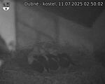 Capi_Dubne_20250711_025002.jpg
