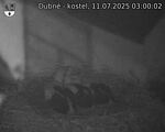 Capi_Dubne_20250711_030002.jpg