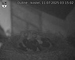 Capi_Dubne_20250711_031502.jpg
