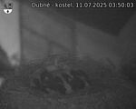 Capi_Dubne_20250711_035003.jpg