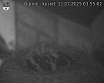 Capi_Dubne_20250711_035502.jpg