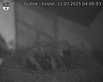 Capi_Dubne_20250711_040003.jpg
