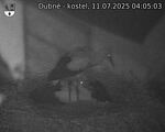 Capi_Dubne_20250711_040503.jpg