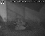 Capi_Dubne_20250711_041002.jpg