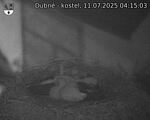 Capi_Dubne_20250711_041503.jpg