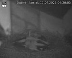 Capi_Dubne_20250711_042003.jpg