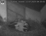 Capi_Dubne_20250711_043502.jpg