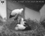 Capi_Dubne_20250711_044502.jpg