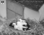 Capi_Dubne_20250711_045502.jpg