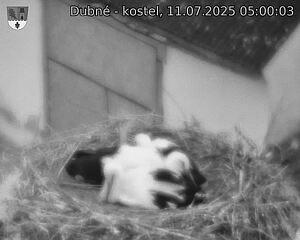 Capi_Dubne_20250711_050003.jpg (1350 x 1080)