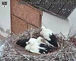 Capi_Dubne_20250711_051002.jpg