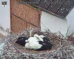 Capi_Dubne_20250711_052003.jpg