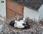 Capi_Dubne_20250711_052503.jpg