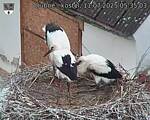 Capi_Dubne_20250711_053503.jpg