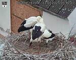 Capi_Dubne_20250711_054003.jpg