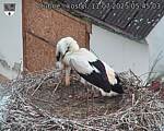 Capi_Dubne_20250711_054503.jpg