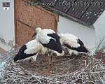 Capi_Dubne_20250711_055003.jpg