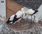 Capi_Dubne_20250711_055503.jpg