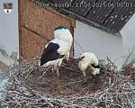 Capi_Dubne_20250711_060003.jpg
