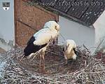 Capi_Dubne_20250711_060503.jpg