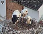 Capi_Dubne_20250711_061003.jpg