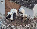 Capi_Dubne_20250711_061503.jpg