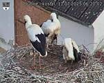 Capi_Dubne_20250711_062002.jpg