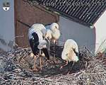 Capi_Dubne_20250711_062503.jpg