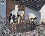 Capi_Dubne_20250711_063003.jpg