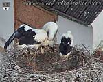 Capi_Dubne_20250711_063503.jpg