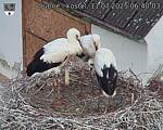 Capi_Dubne_20250711_064003.jpg