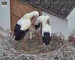 Capi_Dubne_20250711_064503.jpg