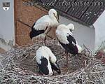 Capi_Dubne_20250711_071003.jpg