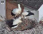 Capi_Dubne_20250711_072003.jpg